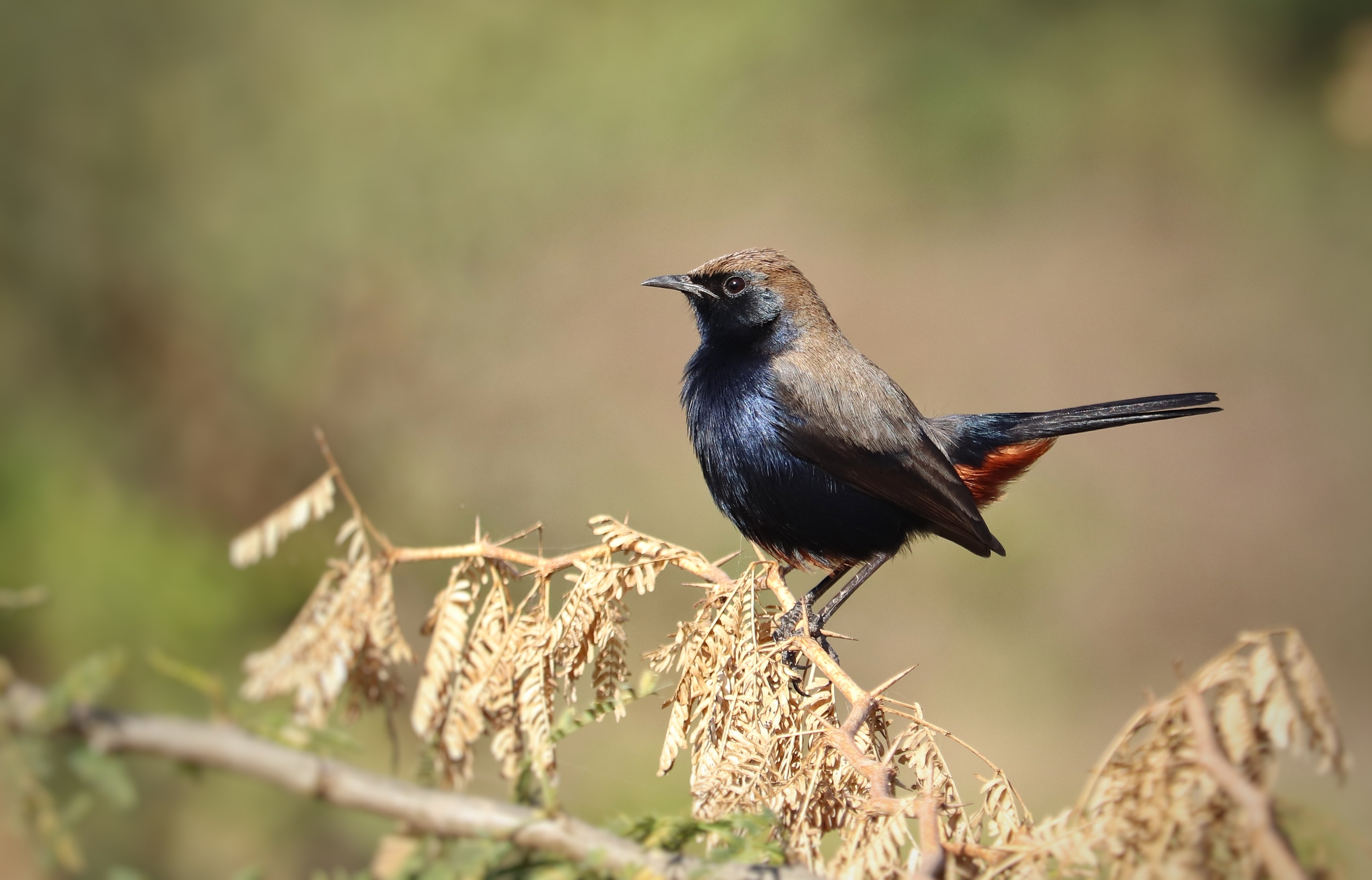 Indian Robin