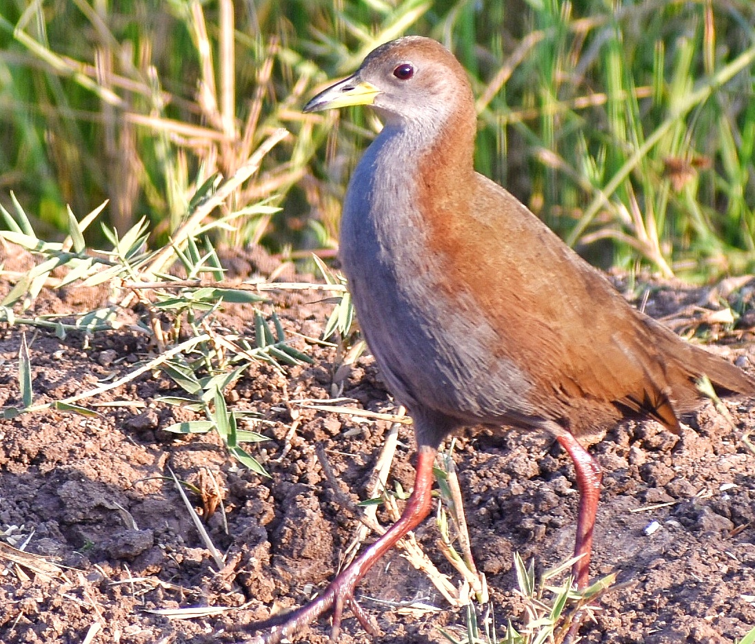 Brown Crake