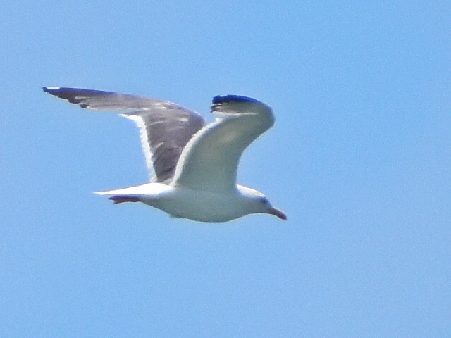 Lesser Black-backed Gull