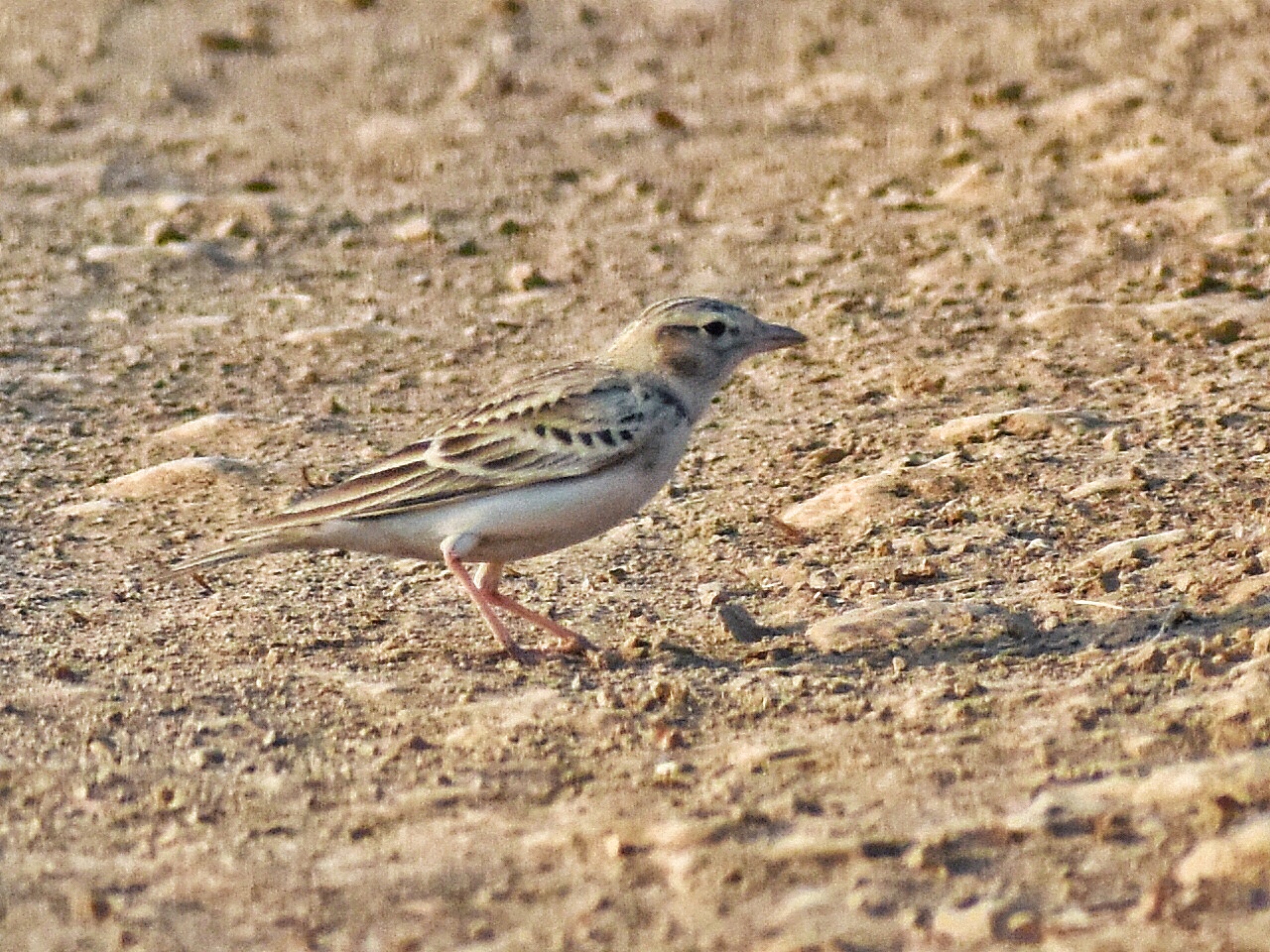 Greater Short-toed Lark