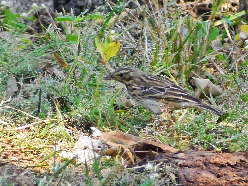 Tree Pipit