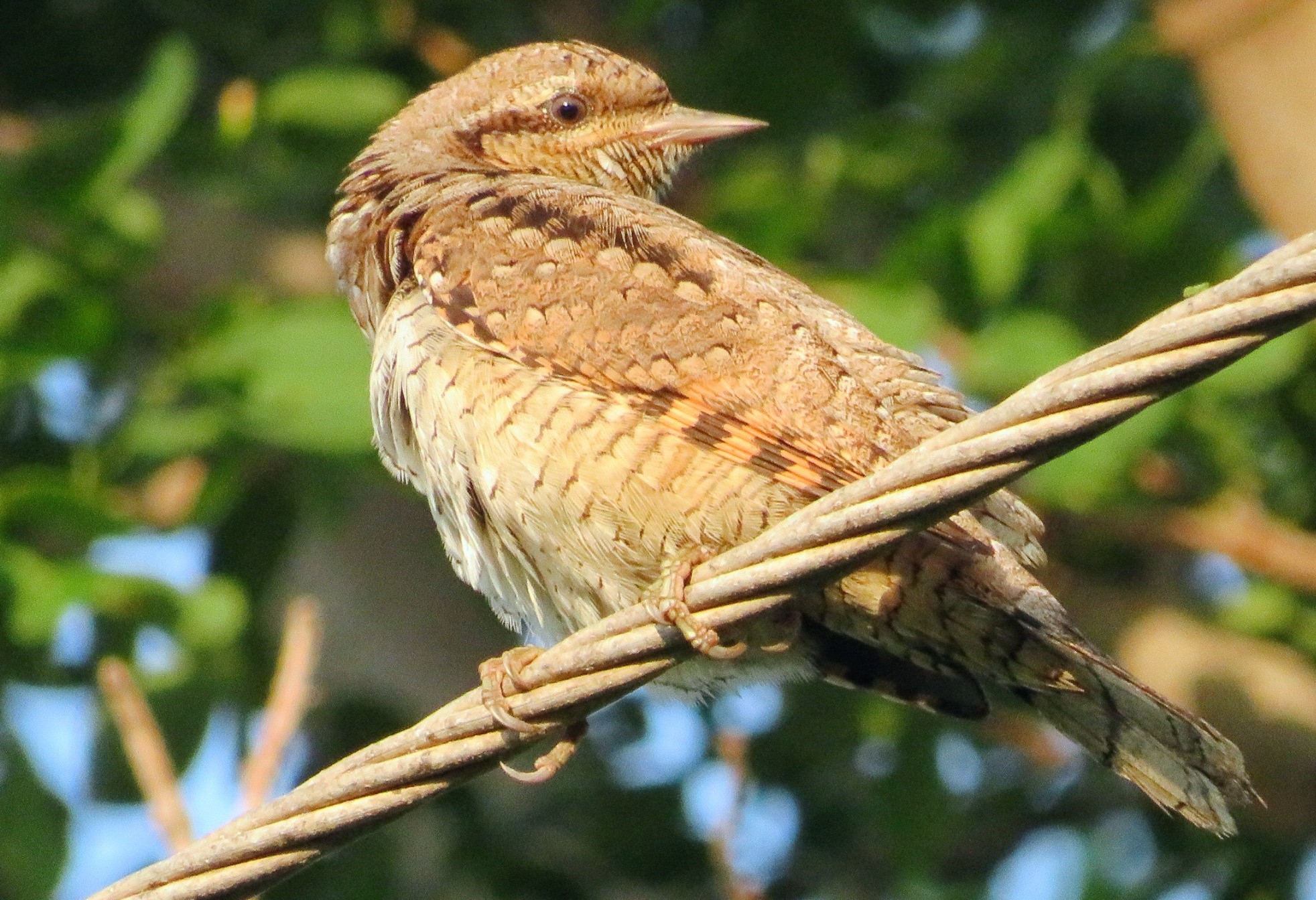 Eurasian Wryneck