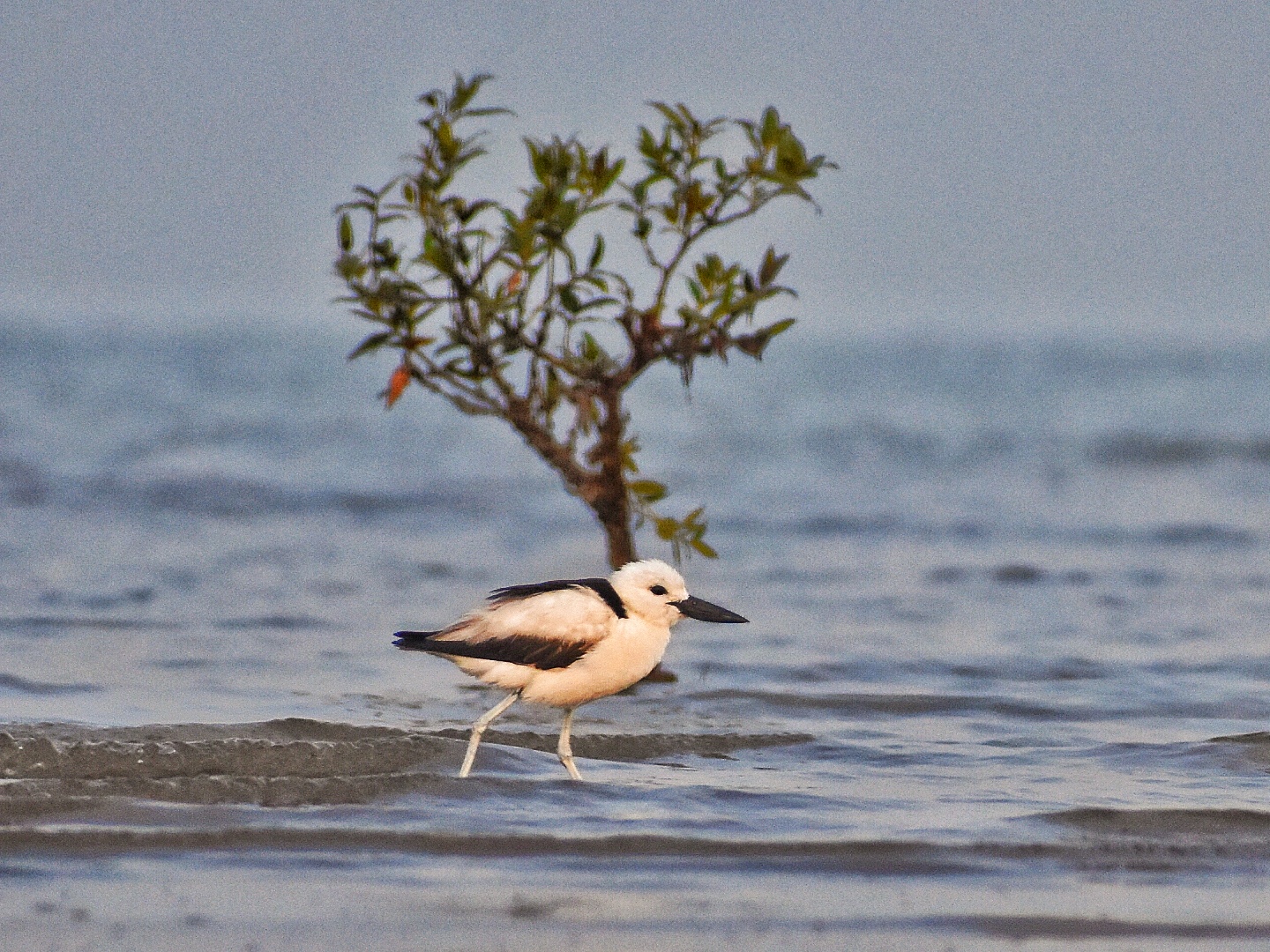 Crab Plover