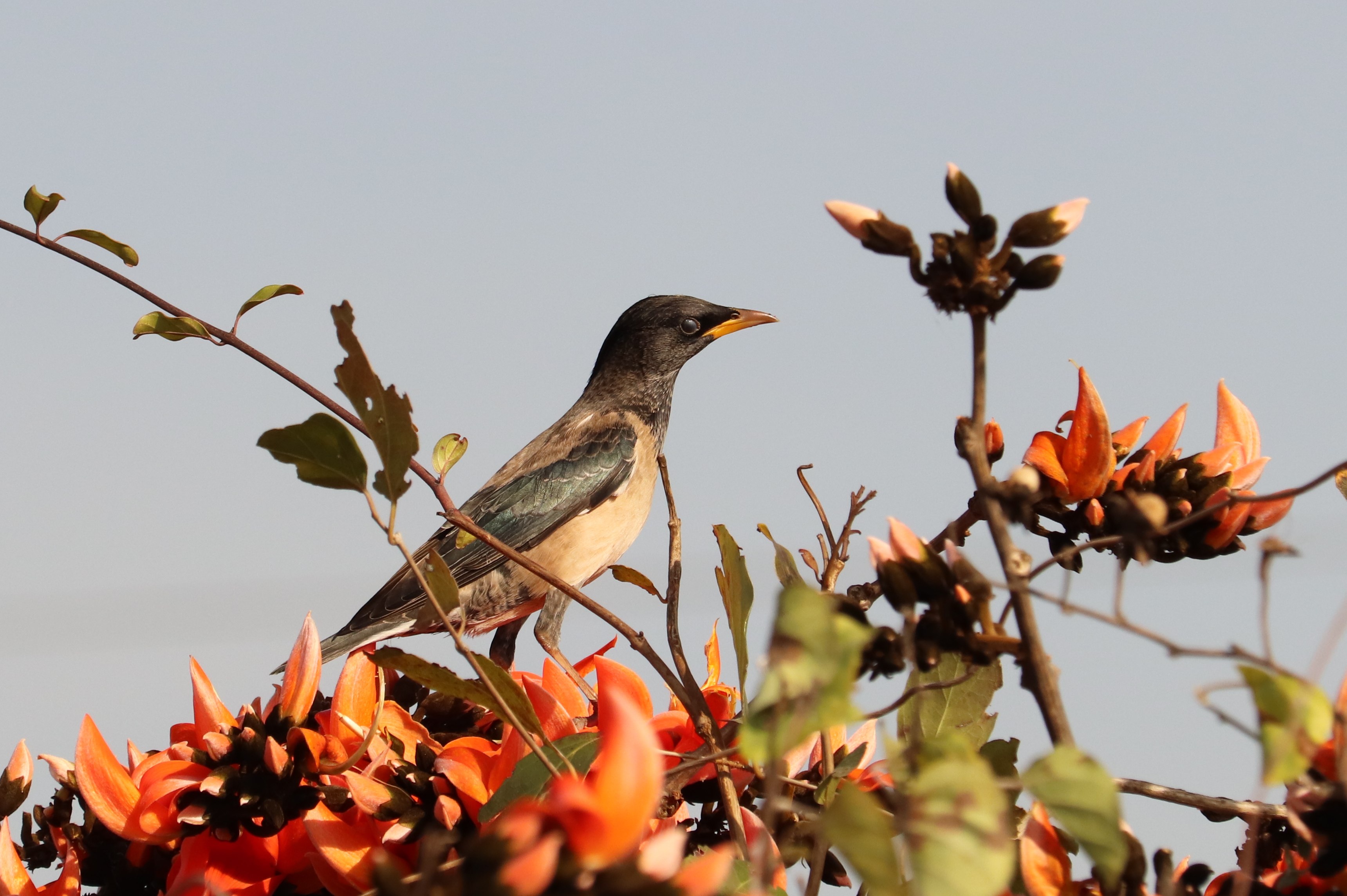Rosy Starling