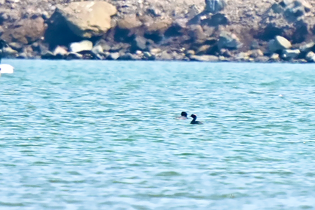 Black-necked Grebe/Eared Grebe