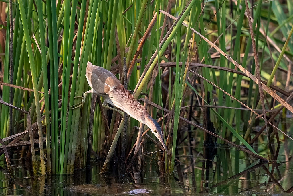 Yellow Bittern