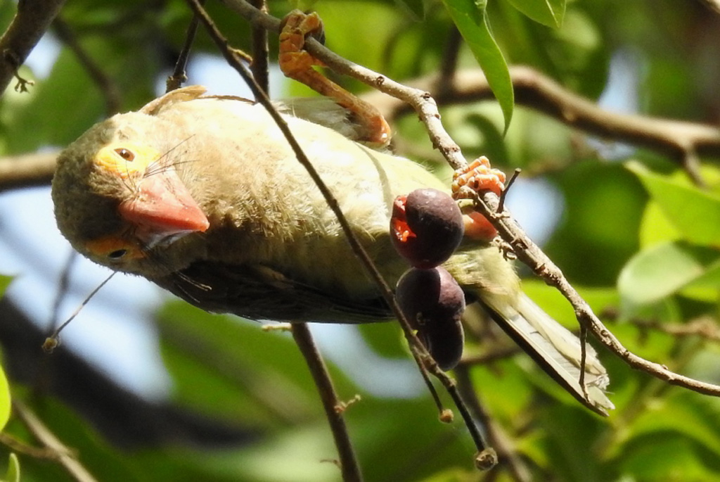 Brown-headed Barbet