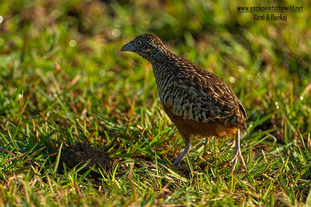 Barred Button Quail