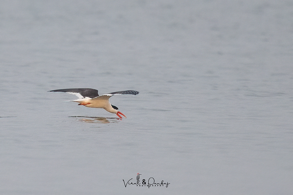Indian Skimmer