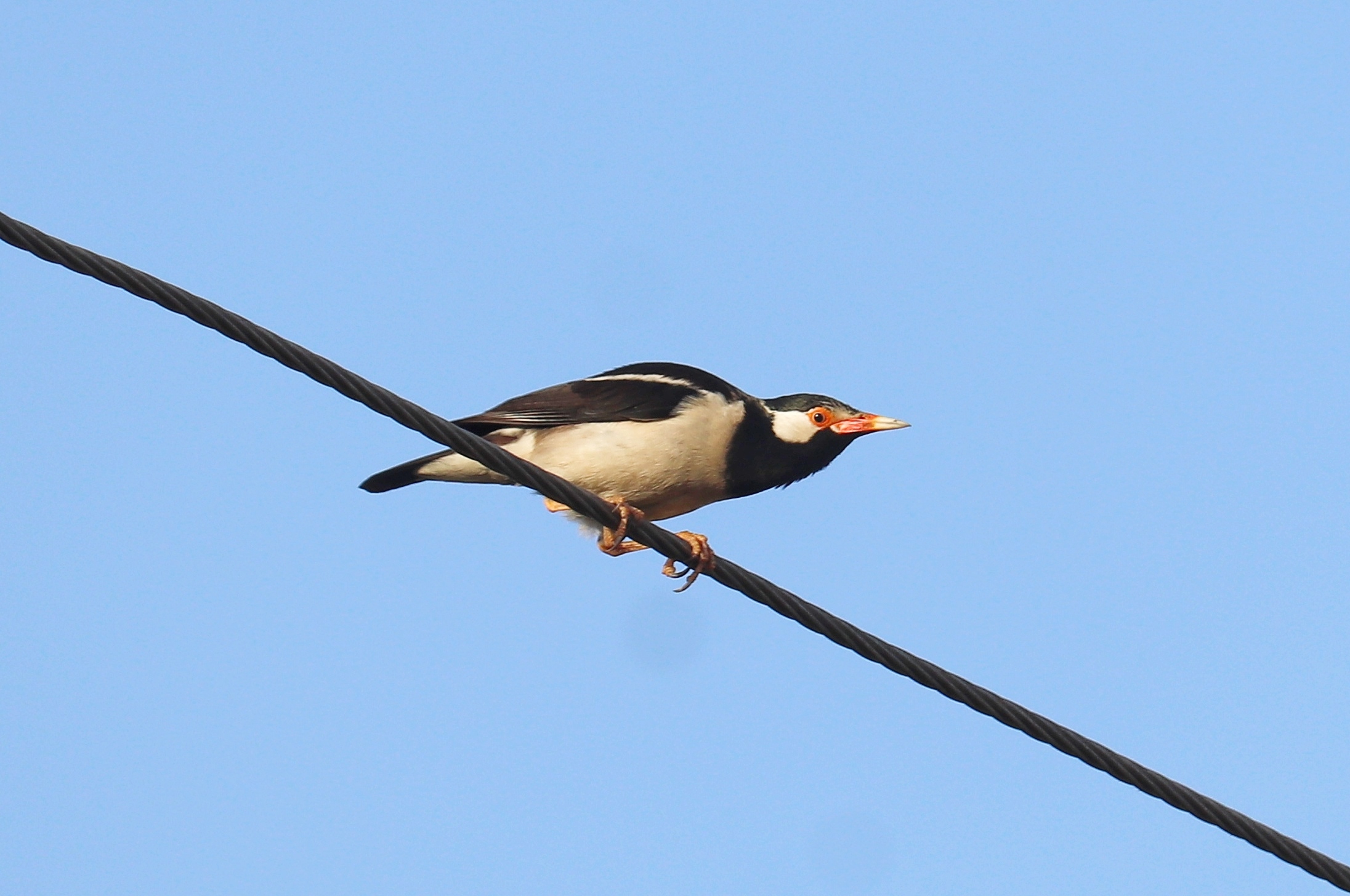 Asian Pied Starling