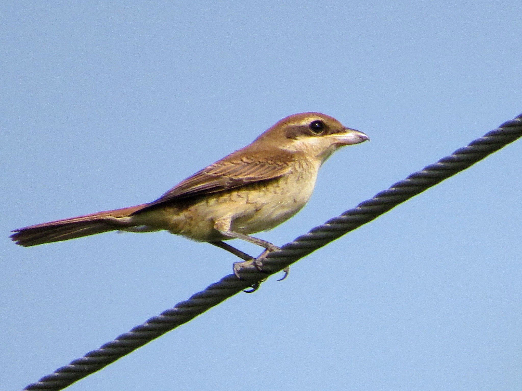 Brown Shrike
