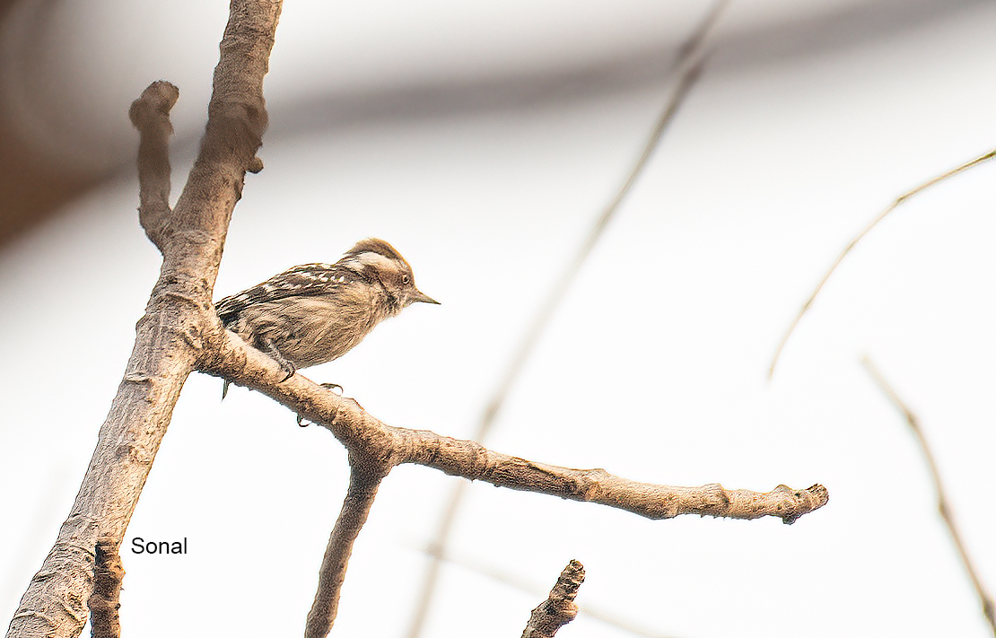 Brown-capped Pygmy Woodpecker