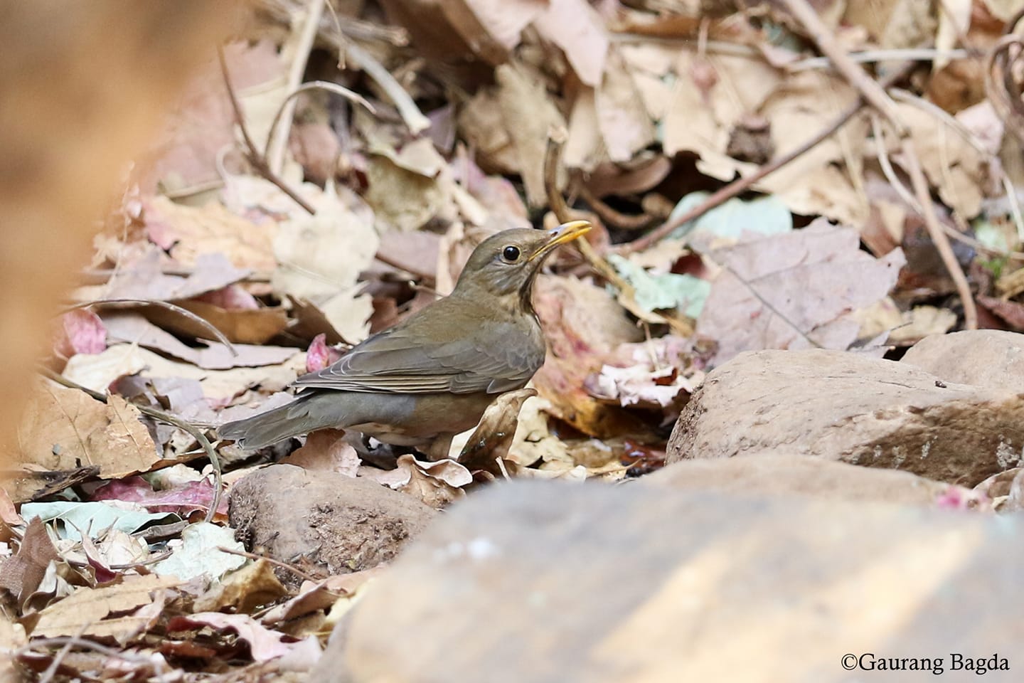 Tickell's Thrush 