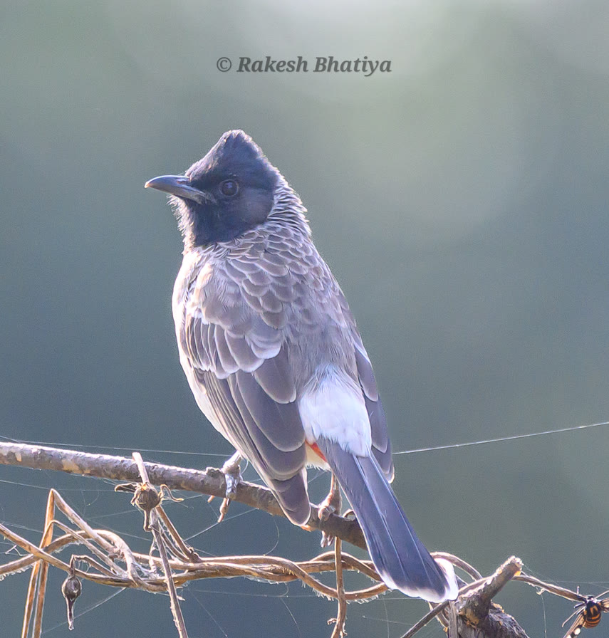 Red-vented Bulbul