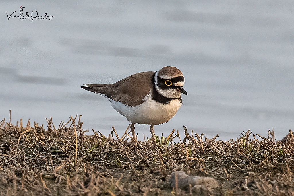 Little Ringed Plover
