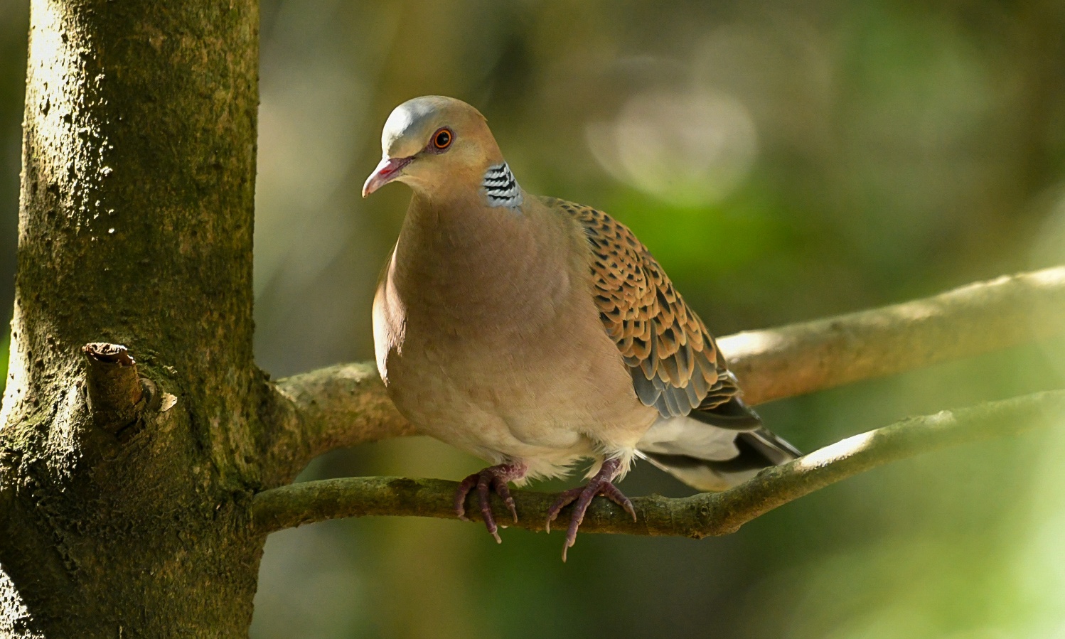 Oriental Turtle Dove