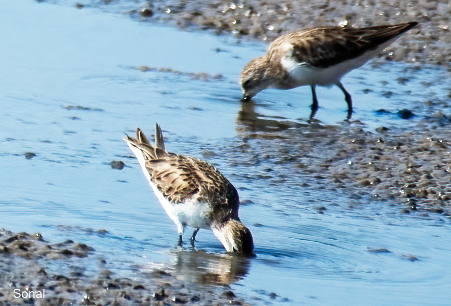 Little Stint