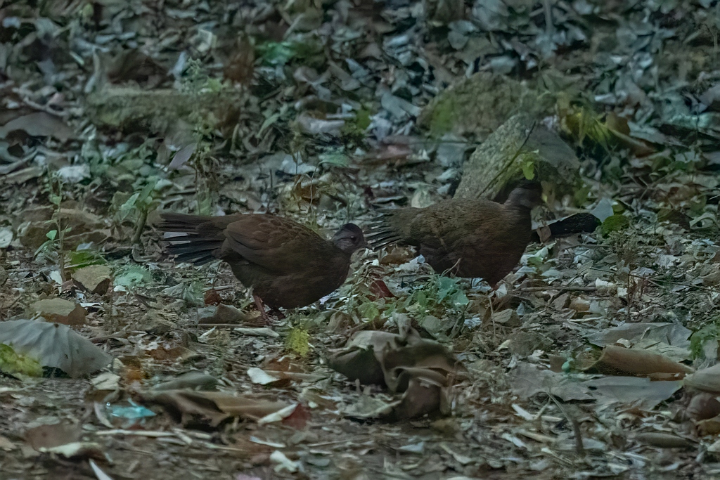 Red Spurfowl