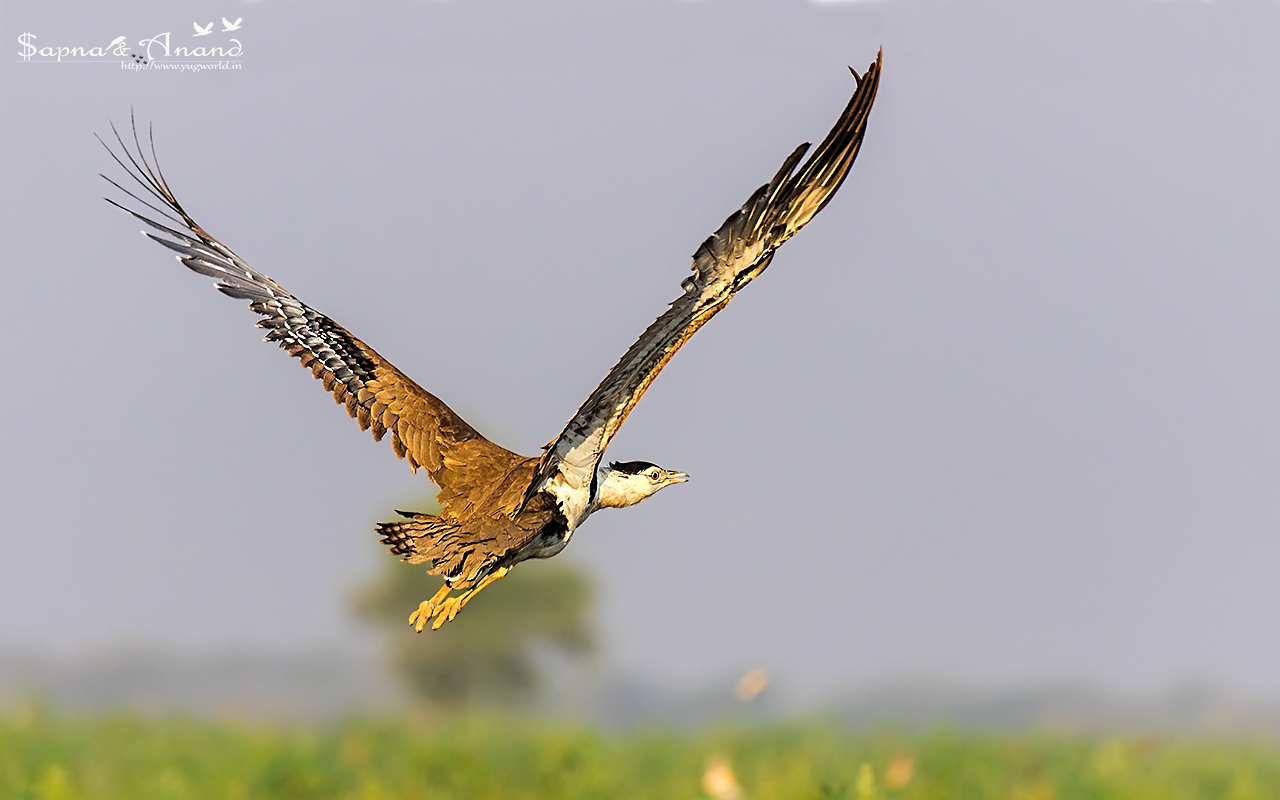Great Indian Bustard
