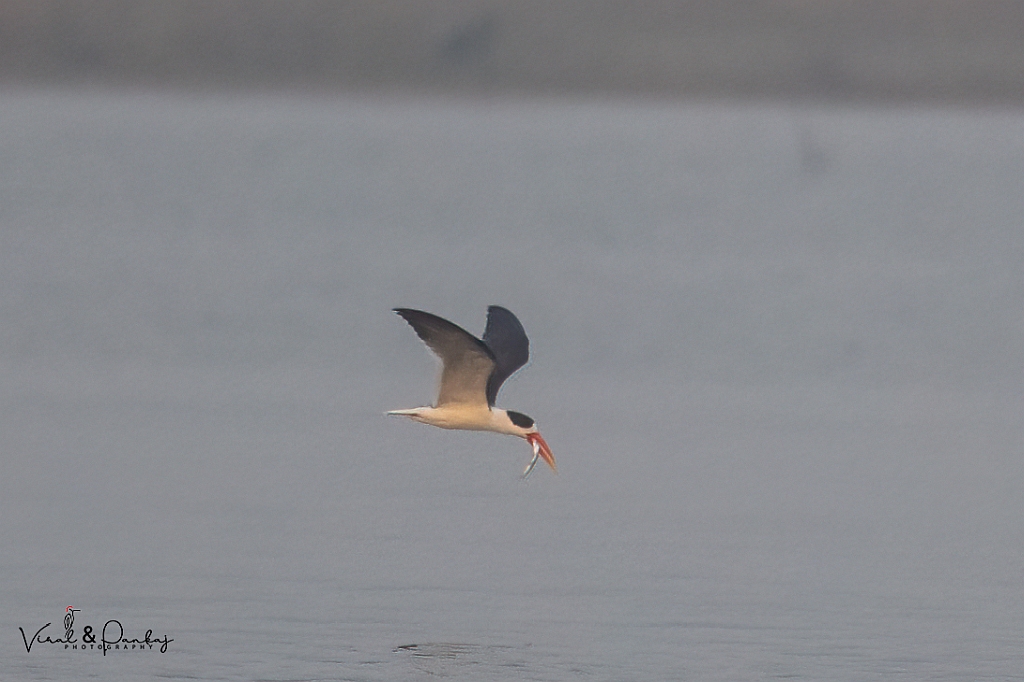 Indian Skimmer