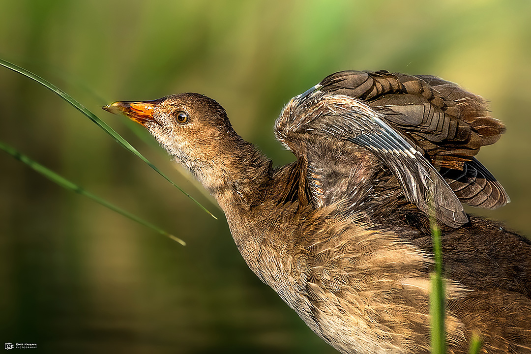 Common MoorHen