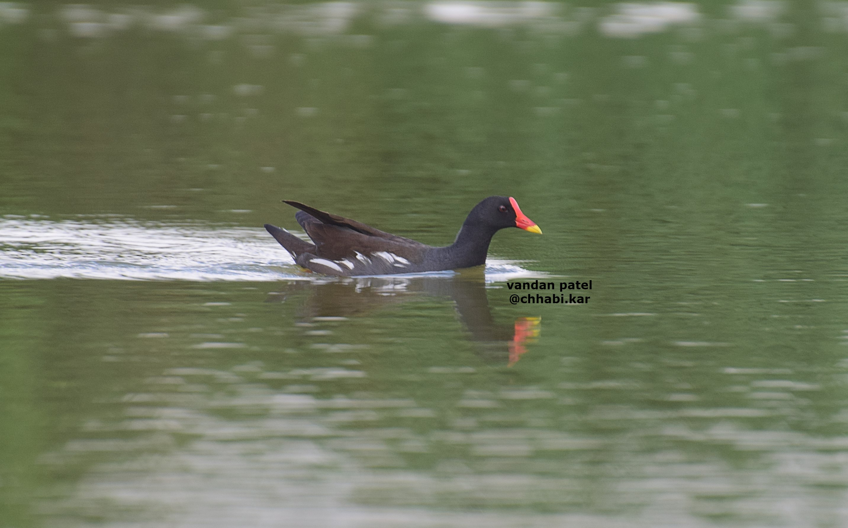 Common MoorHen