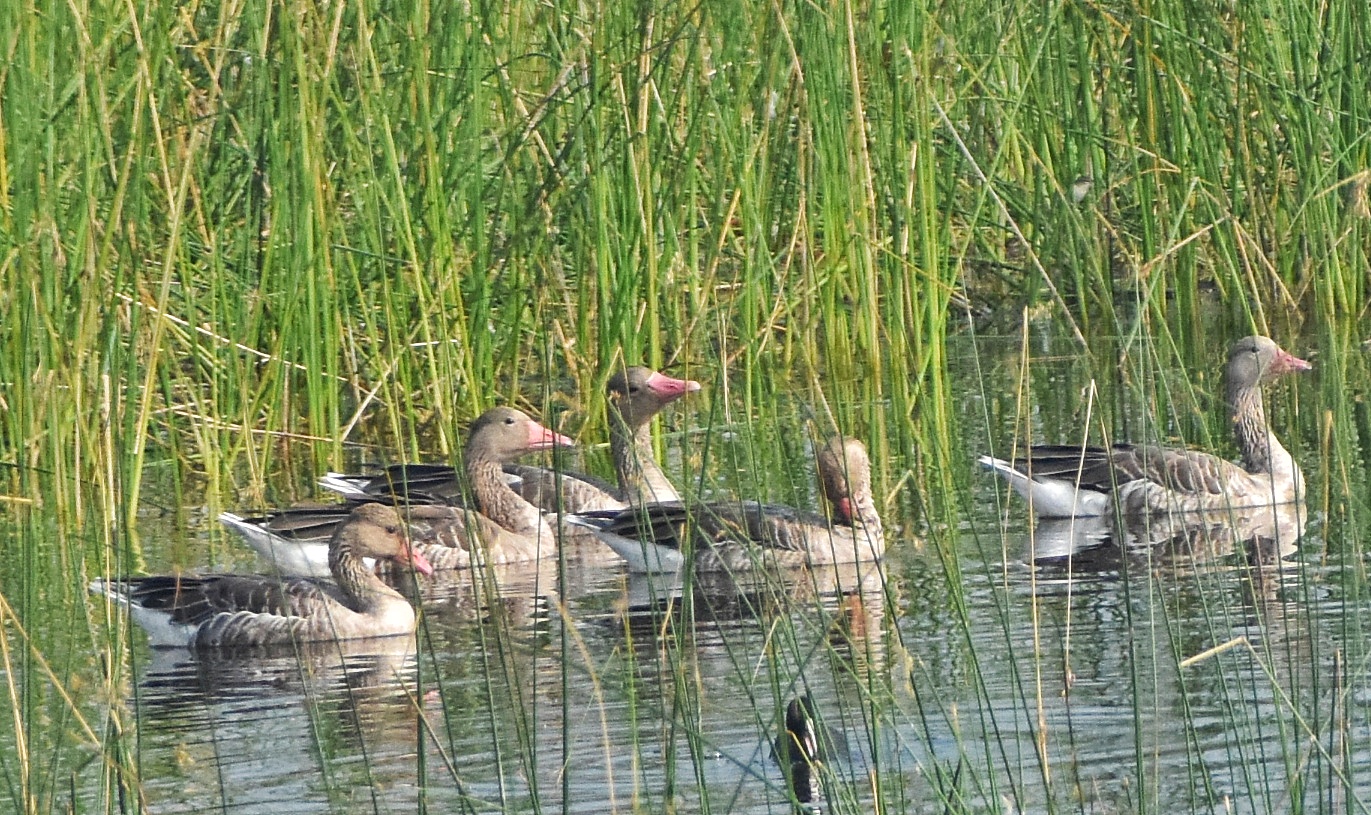 Greylag Goose