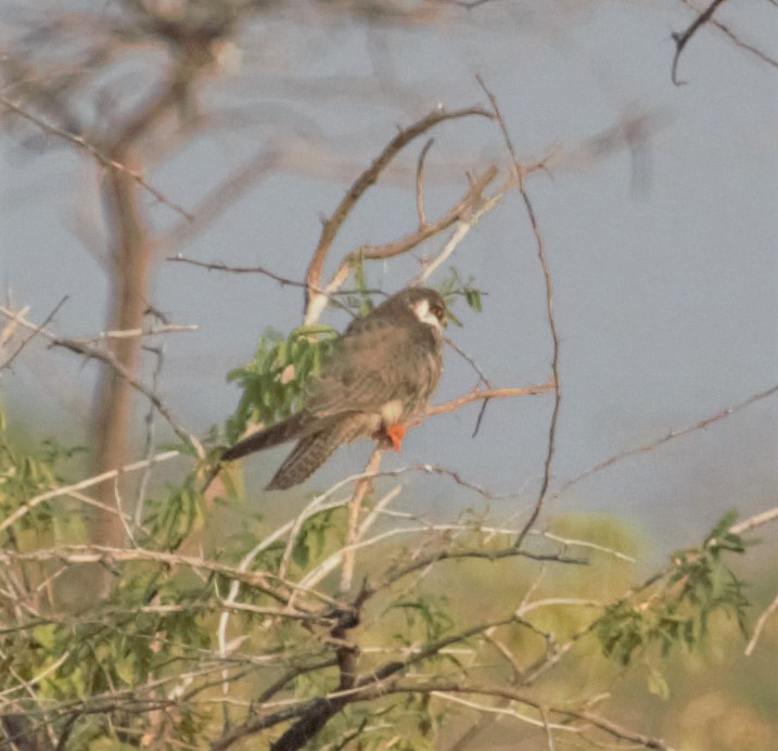 Amur Falcon