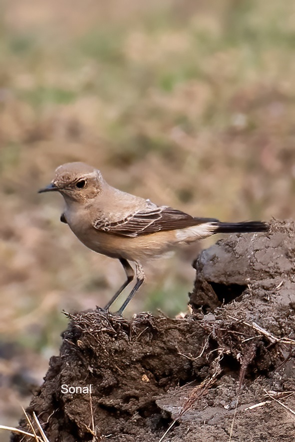 Desert Wheatear