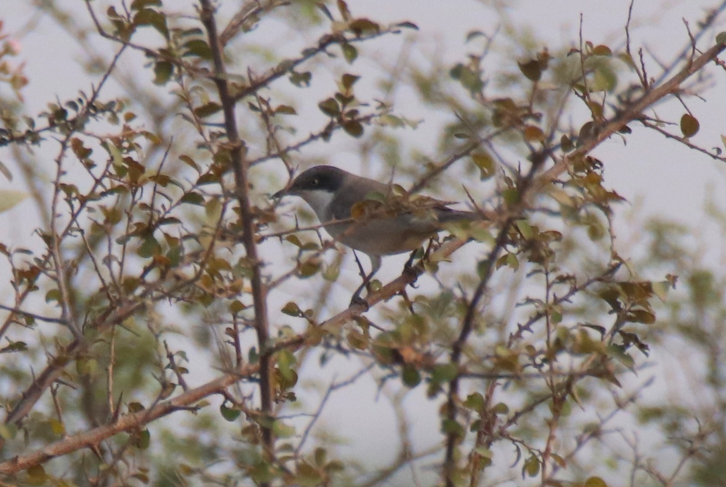 Orphean Warbler