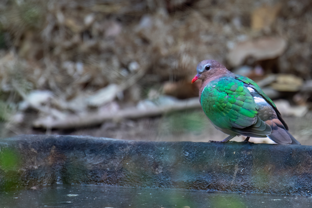 Emerald Dove