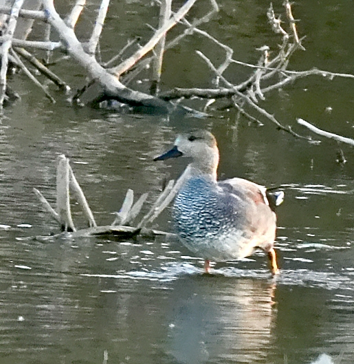 Gadwall