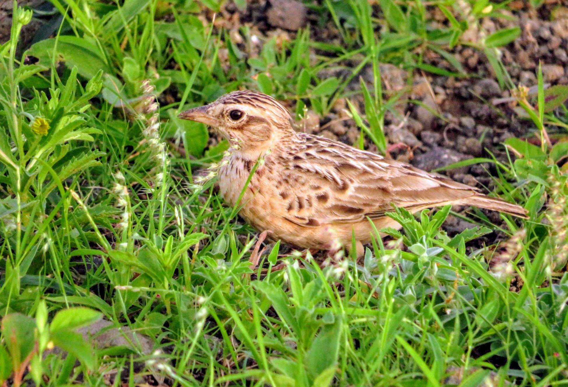 Oriental Sky Lark