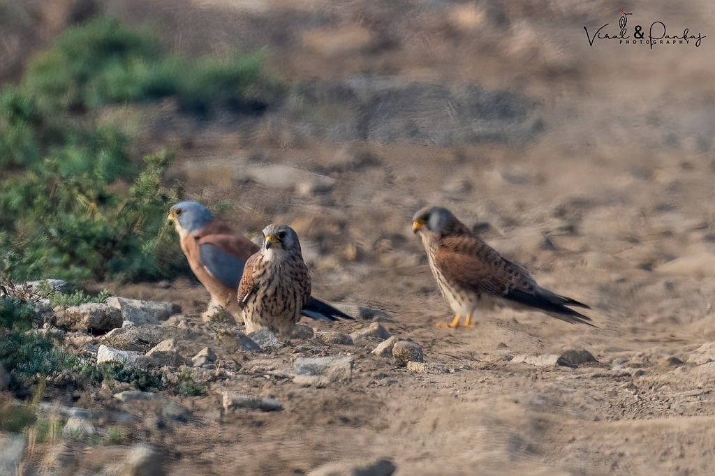 Lesser Kestrel