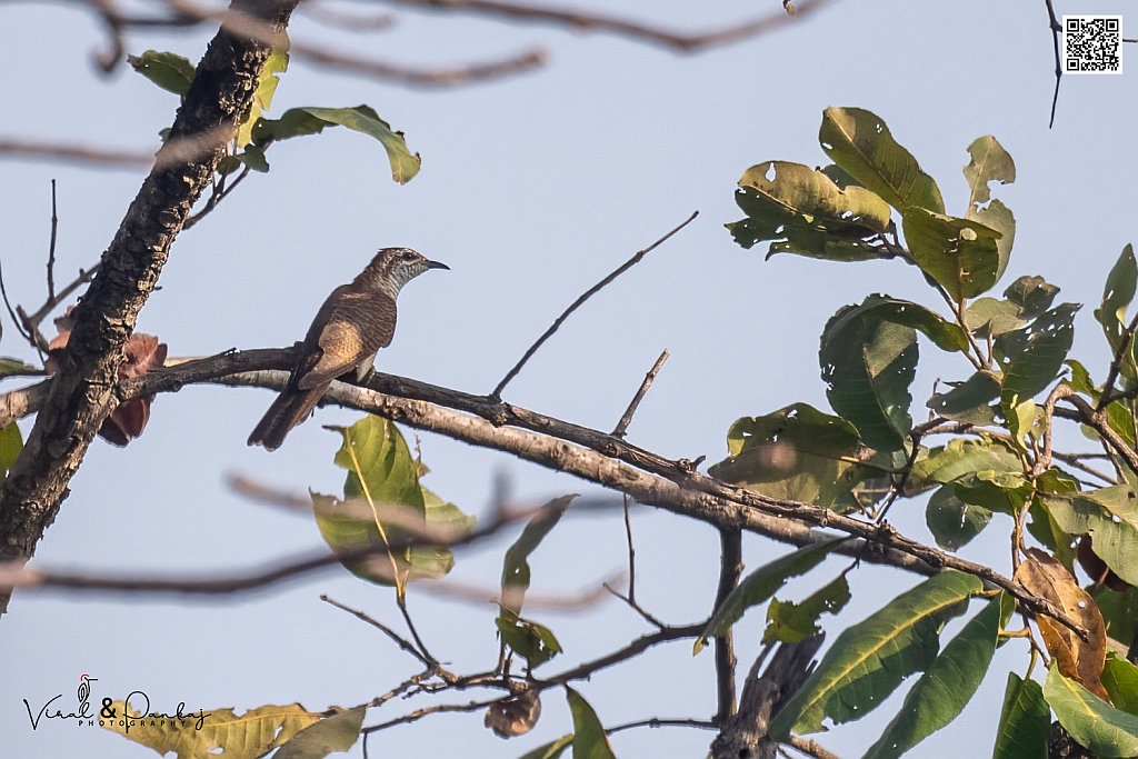 Banded Bay Cuckoo