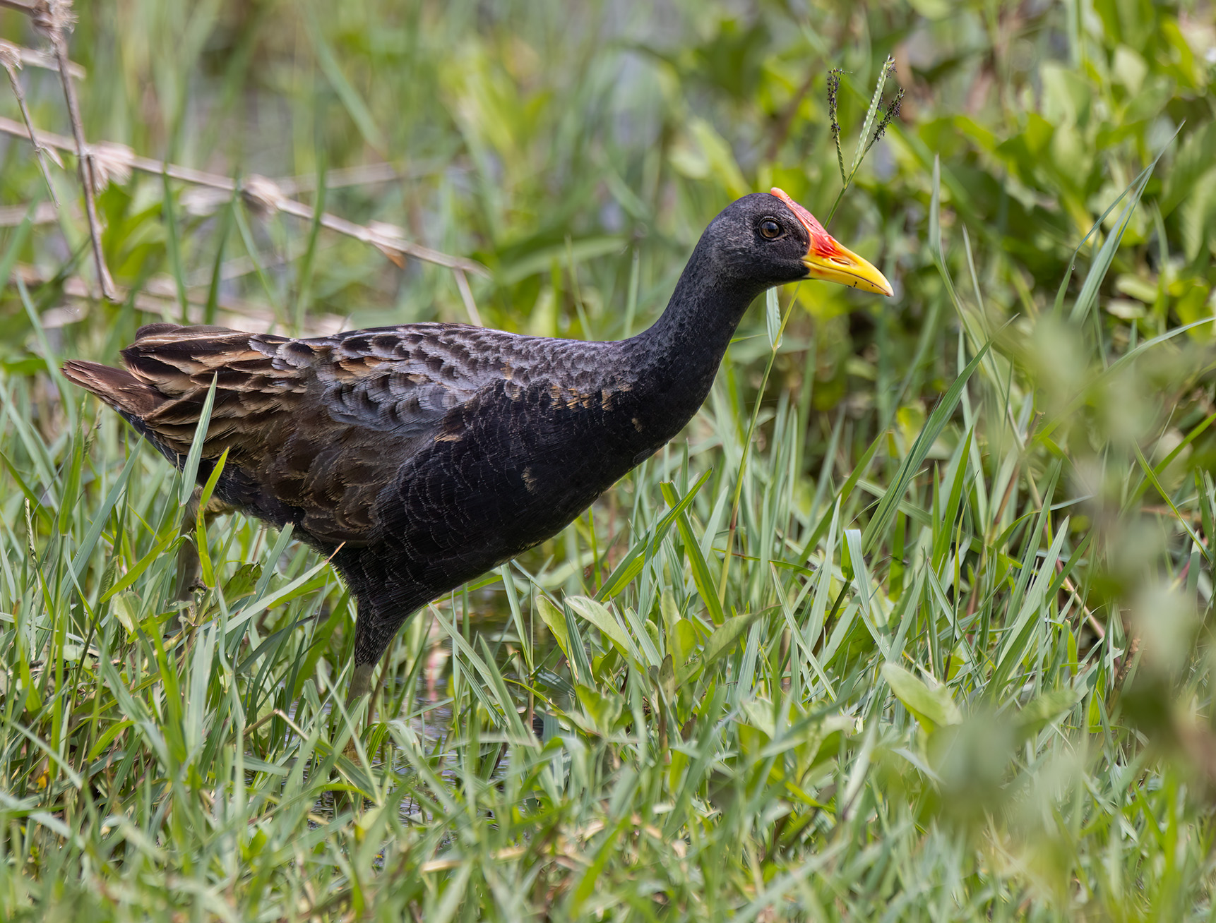 Watercock