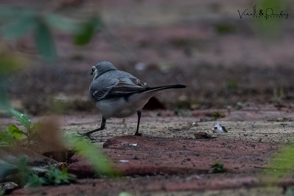 White Wagtail