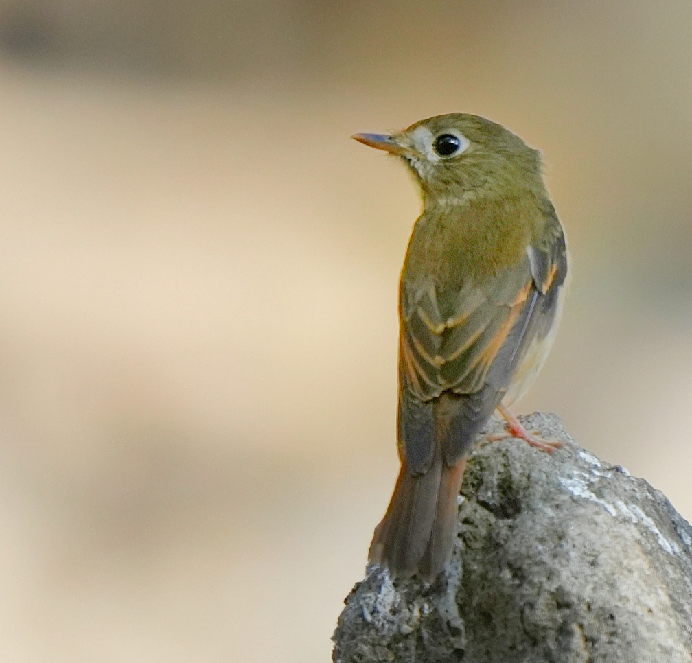 Brown-breasted Flycatcher