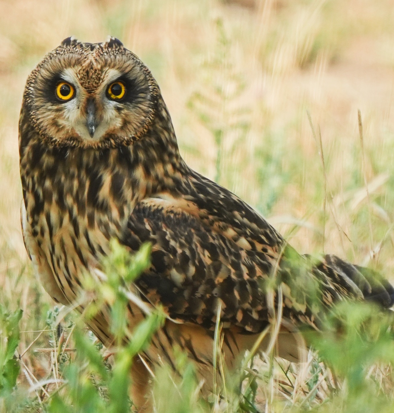 Short-eared Owl