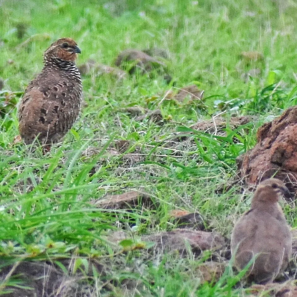Rock Bush Quail