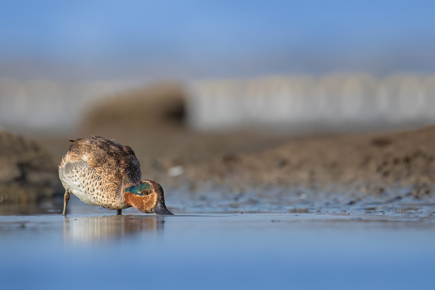 Common Teal