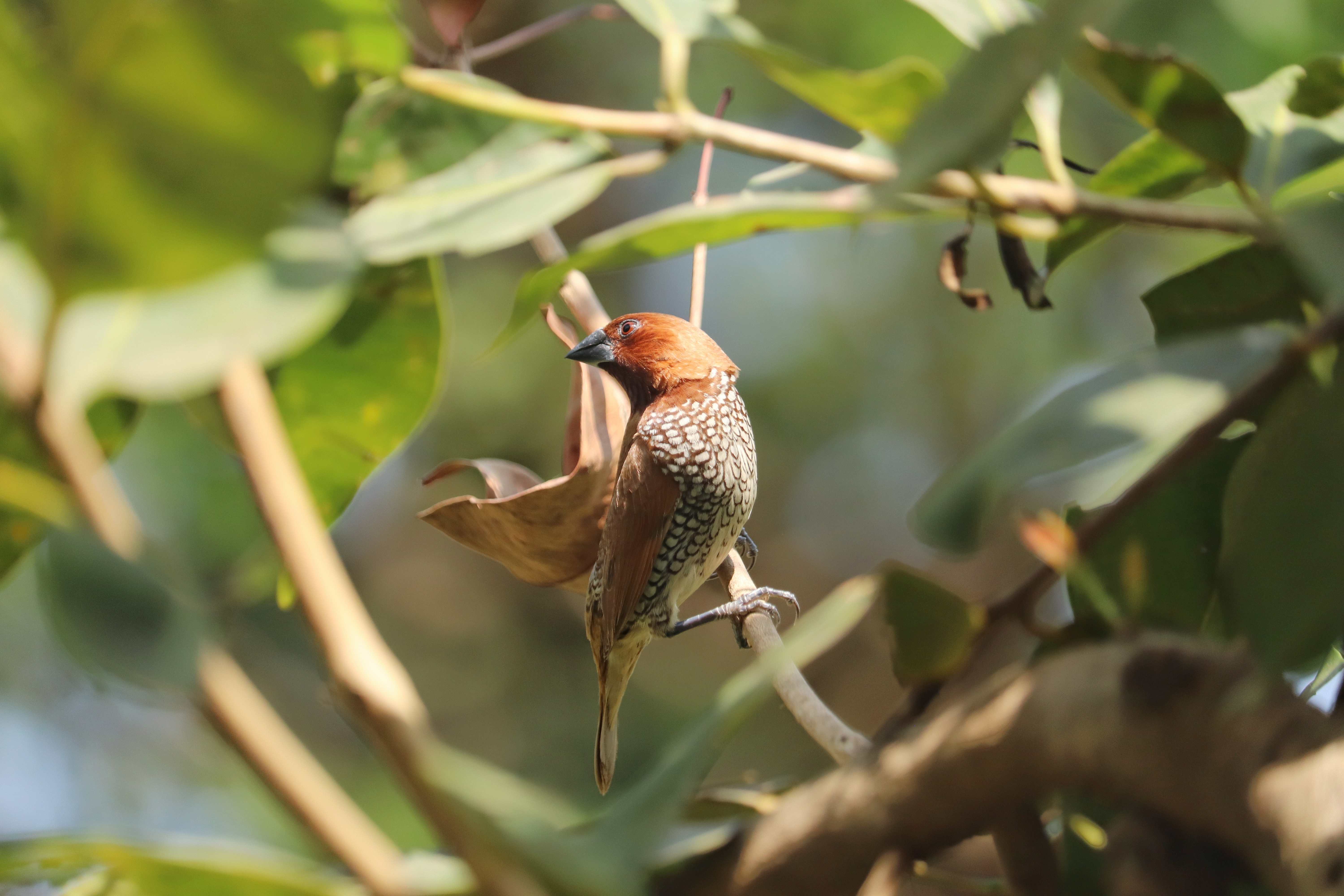 Scaly-breasted Munia