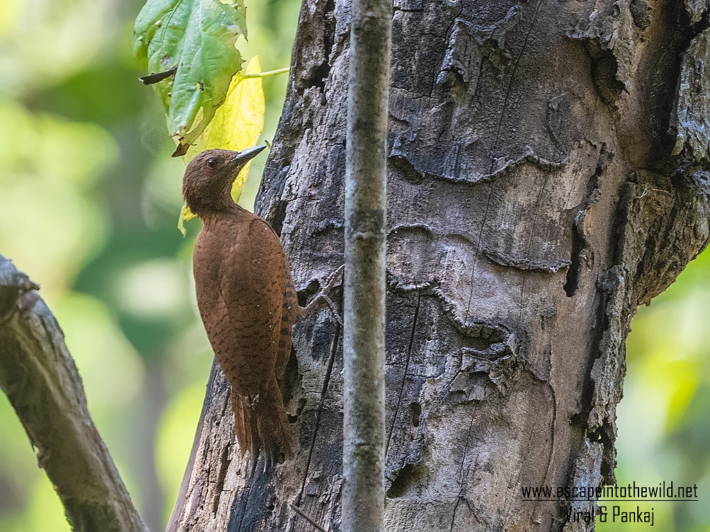 Rufous Woodpecker