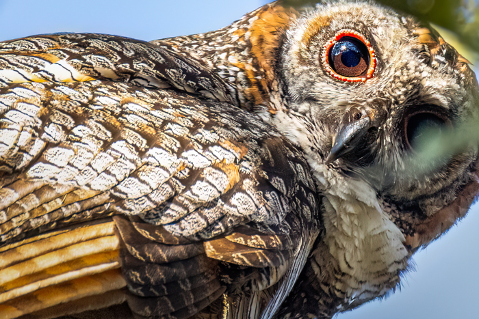 Mottled Wood Owl