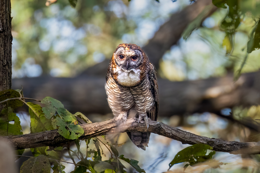 Mottled Wood Owl