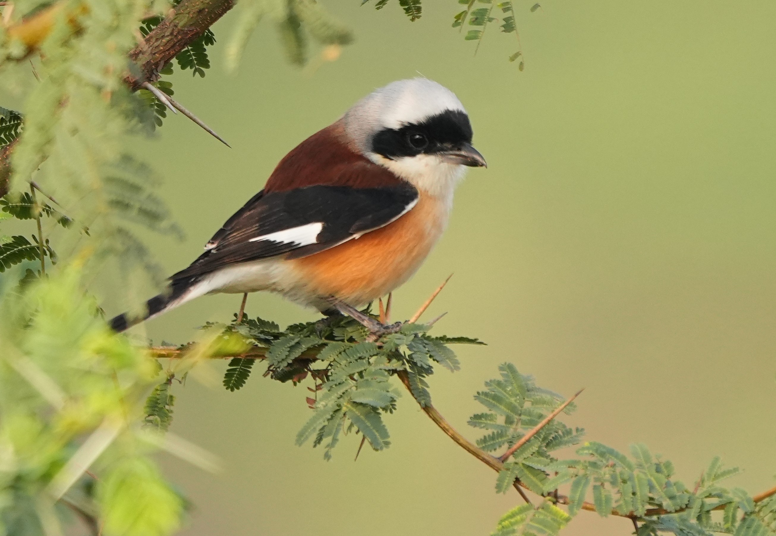 Bay Backed Shrike