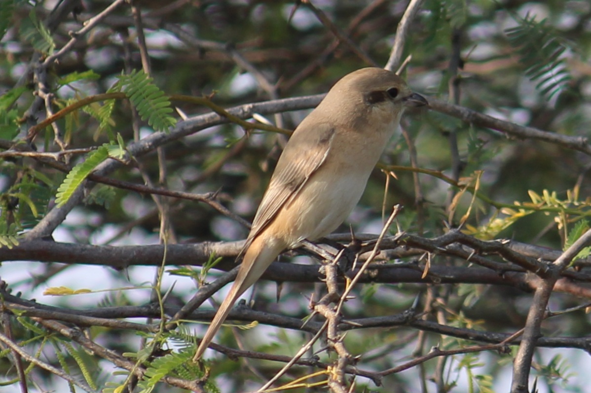 Isabelline Shrike