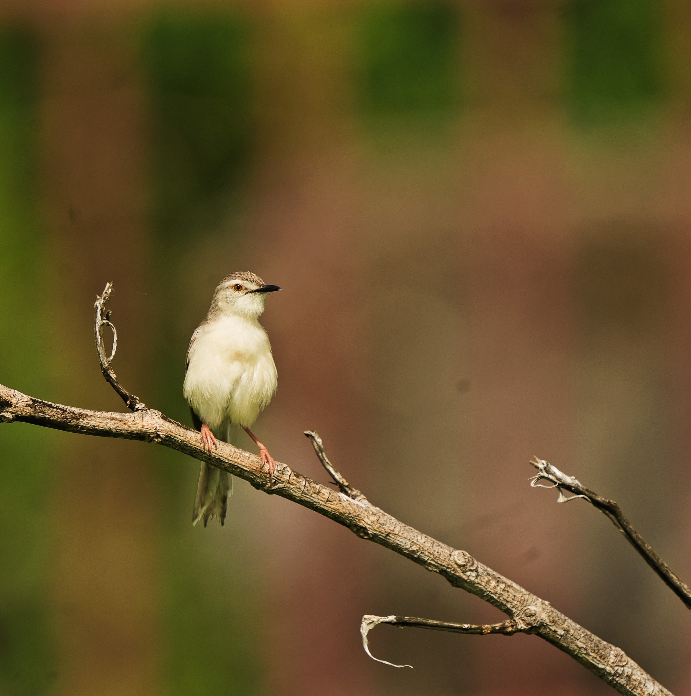 Plain Prinia