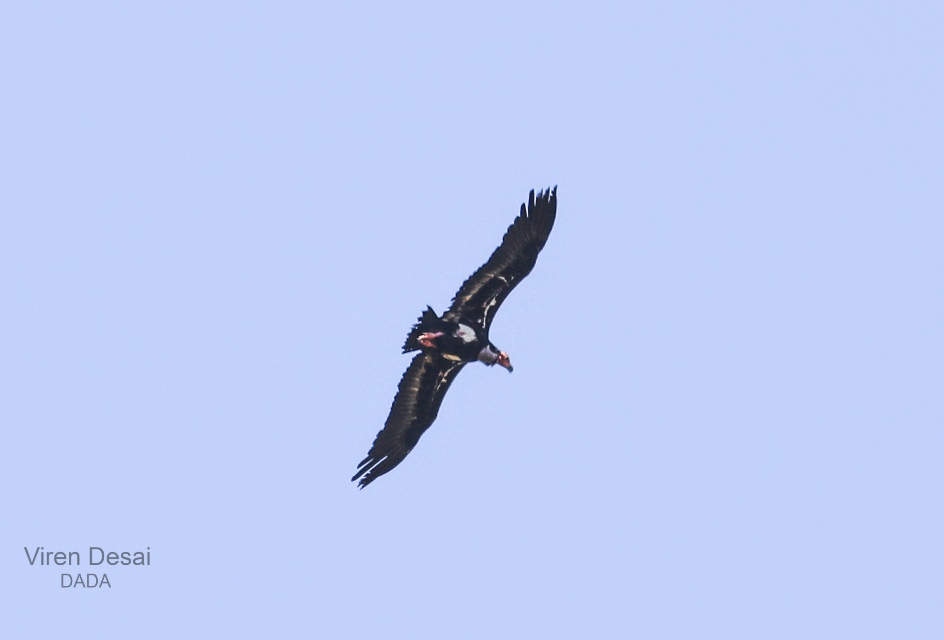 Red-headed Vulture