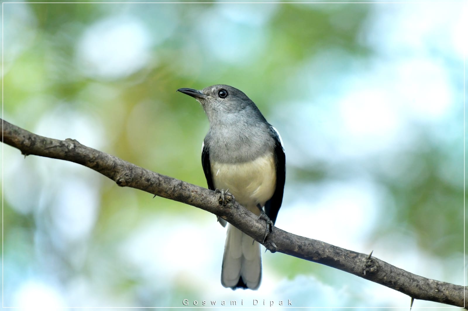 Oriental Magpie Robin